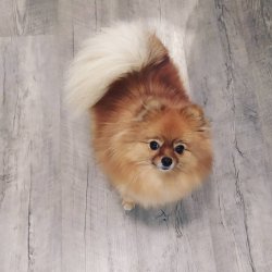 Pomeranian