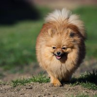 Pomeranian
