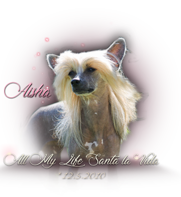 iko-aisha.png