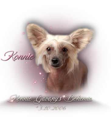 iko-konnie_1.png